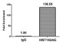 Chromatin Immunoprecipitation Hela (4*10 6 ) were treated with Micrococcal Nuclease, sonicated, and immunoprecipitated with 5ug anti-HIST1H2AG (CAC15592) or a control normal rabbit IgG. The resulting ChIP DNA was quantified using real-time PCR with primers against the β-Globin promoter.