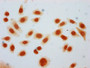 Immunocytochemistry analysis of CAC15593 diluted at 1:25 and staining in Hela cells (treated with 30mM sodium butyrate for 4h) performed on a Leica BondTM system. The cells were fixed in 4% formaldehyde, permeabilized using 0.2% Triton X-100 and blocked with 10% normal goat serum 30min at RT. Then primary antibody (1% BSA) was incubated at 4°C overnight. The primary is detected by a biotinylated secondary antibody and visualized using an HRP conjugated SP system.