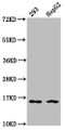 Western Blot, Positive WB detected in: 293 whole cell lysate, HepG2 whole cell lysate, All lanes: HIST1H3A antibody at 0.16ug/ml, Secondary, Goat polyclonal to rabbit IgG at 1/50000 dilution, Predicted band size: 16 kDa, Observed band size: 16 kDa