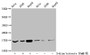 Western Blot, Detected samples: Hela whole cell lysate, A549 whole cell lysate, HepG2 whole cell lysate; Untreated (-) or treated (+) with 30mM sodium butyrate for 4h, All lanes: HIST1H3A antibody at 1:100, Secondary, Goat polyclonal to rabbit IgG at 1/50000 dilution, Predicted band size: 16 kDa, Observed band size: 16 kDa