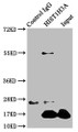 Immunoprecipitating HIST1H3A in Hela whole cell lysate, Lane 1: Rabbit control IgG instead of CAC15601 in Hela whole cell lysate. For western blotting, a HRP-conjugated Protein G antibody was used as the secondary antibody (1/2000), Lane 2: CAC15601 (5ug) + Hela whole cell lysate (500ug), Lane 3: Hela whole cell lysate (20ug)