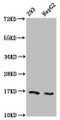 Western Blot, Positive WB detected in: 293 whole cell lysate, HepG2 whole cell lysate (treated with 30mM sodium butyrate for 4h), All lanes: HIST1H3A antibody at 1.2ug/ml, Secondary, Goat polyclonal to rabbit IgG at 1/50000 dilution, Predicted band size: 16 kDa, Observed band size: 16 kDa