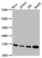 Western Blot, Positive WB detected in: Hela whole cell lysate, Jurkat whole cell lysate, 293 whole cell lysate, HepG2 whole cell lysate, All lanes: HIST1H3A antibody at 1.2ug/ml, Secondary, Goat polyclonal to rabbit IgG at 1/50000 dilution, Predicted band size: 16 kDa, Observed band size: 16 kDa