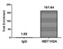 Chromatin Immunoprecipitation Hela (4*10 6 ) were treated with Benzanase, sonicated, and immunoprecipitated with 5ug anti-HIST1H3A (CAC15609) or a control normal rabbit IgG. The resulting ChIP DNA was quantified using real-time PCR with primers against the β-Globin promoter.