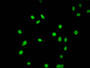 Immunofluorescence staining of Hela cells (treated with 30mM sodium butyrate for 4h) with CAC15610 at 1:5, counter-stained with DAPI. The cells were fixed in 4% formaldehyde, permeabilized using 0.2% Triton X-100 and blocked in 10% normal Goat Serum. The cells were then incubated with the antibody overnight at 4°C. The secondary antibody was Alexa Fluor 488-congugated AffiniPure Goat Anti-Rabbit IgG(H+L).