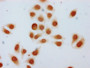Immunocytochemistry analysis of CAC15614 diluted at 1:5 and staining in Hela cells (treated with 30mM sodium butyrate for 4h) performed on a Leica BondTM system. The cells were fixed in 4% formaldehyde, permeabilized using 0.2% Triton X-100 and blocked with 10% normal goat serum 30min at RT. Then primary antibody (1% BSA) was incubated at 4°C overnight. The primary is detected by a biotinylated secondary antibody and visualized using an HRP conjugated SP system.