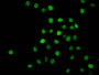 Immunofluorescence staining of Hela cells (treated with 30mM sodium butyrate for 4h) with CAC15614 at 1:2.5, counter-stained with DAPI. The cells were fixed in 4% formaldehyde, permeabilized using 0.2% Triton X-100 and blocked in 10% normal Goat Serum. The cells were then incubated with the antibody overnight at 4°C. The secondary antibody was Alexa Fluor 488-congugated AffiniPure Goat Anti-Rabbit IgG(H+L).