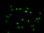 Immunofluorescence staining of Hela cells (treated with 30mM sodium butyrate for 4h) with CAC15618 at 1:7.5, counter-stained with DAPI. The cells were fixed in 4% formaldehyde, permeabilized using 0.2% Triton X-100 and blocked in 10% normal Goat Serum. The cells were then incubated with the antibody overnight at 4°C. The secondary antibody was Alexa Fluor 488-congugated AffiniPure Goat Anti-Rabbit IgG(H+L).