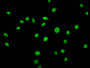 Immunofluorescence staining of Hela cells (treated with 50mM sodium 3-hydroxybutyrate for 72h) with CAC15622 at 1:15, counter-stained with DAPI. The cells were fixed in 4% formaldehyde, permeabilized using 0.2% Triton X-100 and blocked in 10% normal Goat Serum. The cells were then incubated with the antibody overnight at 4°C. The secondary antibody was Alexa Fluor 488-congugated AffiniPure Goat Anti-Rabbit IgG(H+L).