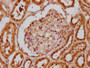 IHC image of CAC15624 diluted at 1:20 and staining in paraffin-embedded human kidney tissue performed on a Leica BondTM system. After dewaxing and hydration, antigen retrieval was mediated by high pressure in a citrate buffer (pH 6.0). Section was blocked with 10% normal goat serum 30min at RT. Then primary antibody (1% BSA) was incubated at 4°C overnight. The primary is detected by a biotinylated secondary antibody and visualized using an HRP conjugated SP system.