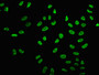 Immunofluorescence staining of Hela cells (treated with 30mM sodium butyrate for 4h) with CAC15630 at 1:5, counter-stained with DAPI. The cells were fixed in 4% formaldehyde, permeabilized using 0.2% Triton X-100 and blocked in 10% normal Goat Serum. The cells were then incubated with the antibody overnight at 4°C. The secondary antibody was Alexa Fluor 488-congugated AffiniPure Goat Anti-Rabbit IgG(H+L).