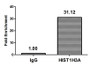 Chromatin Immunoprecipitation Hela (4*10 6 , treated with 30mM sodium 3-hydroxybutyrate for 4h) were treated with Micrococcal Nuclease, sonicated, and immunoprecipitated with 5ug anti-HIST1H3A (CAC15632) or a control normal rabbit IgG. The resulting ChIP DNA was quantified using real-time PCR with primers against the β-Globin promoter.