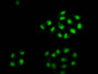Immunofluorescence staining of Hela cells with CAC15633 at 1:2.5, counter-stained with DAPI. The cells were fixed in 4% formaldehyde, permeabilized using 0.2% Triton X-100 and blocked in 10% normal Goat Serum. The cells were then incubated with the antibody overnight at 4°C. The secondary antibody was Alexa Fluor 488-congugated AffiniPure Goat Anti-Rabbit IgG(H+L).
