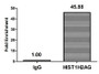 Chromatin Immunoprecipitation Hela (4*10 6 ) were treated with Micrococcal Nuclease, sonicated, and immunoprecipitated with 5ug anti-HIST1H2AG (CAC15633) or a control normal rabbit IgG. The resulting ChIP DNA was quantified using real-time PCR with primers against the β-Globin promoter.