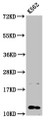 Western Blot, Positive WB detected in: K562 whole cell lysate, All lanes: HIST1H4A antibody at 0.59ug/ml, Secondary, Goat polyclonal to rabbit IgG at 1/50000 dilution, Predicted band size: 12 kDa, Observed band size: 12 kDa