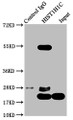 Immunoprecipitating HIST1H1C in Hela whole cell lysate, Lane 1: Rabbit control IgG instead of CAC15640 in Hela whole cell lysate. For western blotting, a HRP-conjugated Protein G antibody was used as the secondary antibody (1/2000), Lane 2: CAC15640 (5ug) + Hela whole cell lysate (1mg), Lane 3: Hela whole cell lysate (20ug)