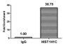 Chromatin Immunoprecipitation Hela (4*10 6 ) were treated with Micrococcal Nuclease, sonicated, and immunoprecipitated with 5ug anti-HIST1H1C (CAC15641) or a control normal rabbit IgG. The resulting ChIP DNA was quantified using real-time PCR with primers against the β-Globin promoter.