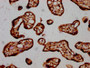 IHC image of CAC15642 diluted at 1:20 and staining in paraffin-embedded human placenta tissue performed on a Leica BondTM system. After dewaxing and hydration, antigen retrieval was mediated by high pressure in a citrate buffer (pH 6.0). Section was blocked with 10% normal goat serum 30min at RT. Then primary antibody (1% BSA) was incubated at 4°C overnight. The primary is detected by a biotinylated secondary antibody and visualized using an HRP conjugated SP system.