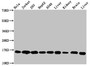 Western Blot, Positive WB detected in: Hela whole cell lysate, Jurkat whole cell lysate, 293 whole cell lysate, HepG2 whole cell lysate, A549 whole cell lysate, Rat liver tissue, Rat kidney tissue, Mouse brain tissue, Mouse liver tissue, All lanes: HIST1H3A antibody at 0.53ug/ml, Secondary, Goat polyclonal to rabbit IgG at 1/50000 dilution, Predicted band size: 16 kDa, Observed band size: 16 kDa