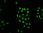 Immunofluorescence staining of Hela cells with CAC15646 at 1:1.5, counter-stained with DAPI. The cells were fixed in 4% formaldehyde, permeabilized using 0.2% Triton X-100 and blocked in 10% normal Goat Serum. The cells were then incubated with the antibody overnight at 4°C. The secondary antibody was Alexa Fluor 488-congugated AffiniPure Goat Anti-Rabbit IgG(H+L).