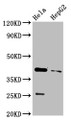 Western Blot, Positive WB detected in: Hela whole cell lysate, HepG2 whole cell lysate, All lanes: CD72 antibody at 3.2ug/ml, Secondary, Goat polyclonal to rabbit IgG at 1/50000 dilution, Predicted band size: 41 kDa, Observed band size: 41 kDa