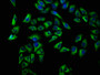 Immunofluorescence staining of Hela cells with CAC15647 at 1:66, counter-stained with DAPI. The cells were fixed in 4% formaldehyde, permeabilized using 0.2% Triton X-100 and blocked in 10% normal Goat Serum. The cells were then incubated with the antibody overnight at 4°C. The secondary antibody was Alexa Fluor 488-congugated AffiniPure Goat Anti-Rabbit IgG(H+L).