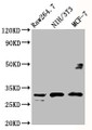 Western Blot, Positive WB detected in: RAW264.7 whole cell lysate, NIH/3T3 whole cell lysate, MCF-7 whole cell lysate, All lanes: RPL7A antibody at 5ug/ml, Secondary, Goat polyclonal to rabbit IgG at 1/50000 dilution, Predicted band size: 30 kDa, Observed band size: 30 kDa
