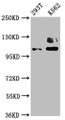 Western Blot, Positive WB detected in: 293T whole cell lysate, K562 whole cell lysate, All lanes: ZNF268 antibody at 4ug/ml, Secondary, Goat polyclonal to rabbit IgG at 1/50000 dilution, Predicted band size: 109, 90, 10, 12, 16, 6, 13 kDa, Observed band size: 109 kDa