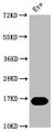 Western Blot, Positive WB detected in: Zebrafish eye tissue, All lanes: mturn at 1:2000, Secondary, Goat polyclonal to rabbit IgG at 1/50000 dilution, Predicted band size: 16 kDa, Observed band size: 16 kDa