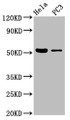 Western Blot, Positive WB detected in: Hela whole cell lysate, PC-3 whole cell lysate, All lanes: CELF6 antibody at 3.7ug/ml, Secondary, Goat polyclonal to rabbit IgG at 1/50000 dilution, Predicted band size: 51, 39, 48, 37 kDa, Observed band size: 51 kDa