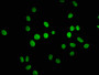 Immunofluorescence staining of Hela cells (treated with 30mM sodium butyrate for 4h) with CAC15676 at 1:5, counter-stained with DAPI. The cells were fixed in 4% formaldehyde, permeabilized using 0.2% Triton X-100 and blocked in 10% normal Goat Serum. The cells were then incubated with the antibody overnight at 4°C. The secondary antibody was Alexa Fluor 488-congugated AffiniPure Goat Anti-Rabbit IgG(H+L).