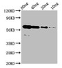 Western Blot, Positive WB detected in Recombinant protein, All lanes: rhoac antibody at 4ug/ml, Secondary, Goat polyclonal to rabbit IgG at 1/50000 dilution, Predicted band size: 51 kDa, Observed band size: 56 kDa