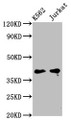 Western Blot, Positive WB detected in: K562 whole cell lysate, Jurkat whole cell lysate, All lanes: PURG antibody at 5ug/ml, Secondary, Goat polyclonal to rabbit IgG at 1/50000 dilution, Predicted band size: 40, 37 kDa, Observed band size: 40 kDa
