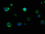 Immunofluorescence staining of MCF-7 cells with CAC15693 at 1:133, counter-stained with DAPI. The cells were fixed in 4% formaldehyde, permeabilized using 0.2% Triton X-100 and blocked in 10% normal Goat Serum. The cells were then incubated with the antibody overnight at 4°C. The secondary antibody was Alexa Fluor 488-congugated AffiniPure Goat Anti-Rabbit IgG(H+L).