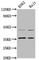 Western Blot, Positive WB detected in: K562 whole cell lysate, Raji whole cell lysate, All lanes: MAGEA2 antibody at 4.4ug/ml, Secondary, Goat polyclonal to rabbit IgG at 1/50000 dilution, Predicted band size: 36 kDa, Observed band size: 36 kDa