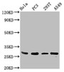 Western Blot, Positive WB detected in: Hela whole cell lysate, PC-3 whole cell lysate, 293T whole cell lysate, A549 whole cell lysate, All lanes: EFHD1 antibody at 3.4ug/ml, Secondary, Goat polyclonal to rabbit IgG at 1/50000 dilution, Predicted band size: 27, 17 kDa, Observed band size: 27 kDa