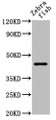 Western Blot, Positive WB detected in: Zebrafish tissue, All lanes: ndr1 antibody at 5ug/ml, Secondary, Goat polyclonal to rabbit IgG at 1/50000 dilution, Predicted band size: 45 kDa, Observed band size: 45 kDa