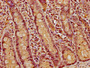 IHC image of CAC15714 diluted at 1:5 and staining in paraffin-embedded human small intestine tissue performed on a Leica BondTM system. After dewaxing and hydration, antigen retrieval was mediated by high pressure in a citrate buffer (pH 6.0). Section was blocked with 10% normal goat serum 30min at RT. Then primary antibody (1% BSA) was incubated at 4°C overnight. The primary is detected by a biotinylated secondary antibody and visualized using an HRP conjugated SP system.