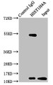 Immunoprecipitating HIST1H4A in HepG2 whole cell lysate (treated with 30mM sodium butyrate for 4h), Lane 1: Rabbit control IgG instead of CAC15715 in HepG2 whole cell lysate (treated with 30mM sodium butyrate for 4h). For western blotting, a HRP-conjugated Protein G antibody was used as the secondary antibody (1/2000), Lane 2: CAC15715 (3ug) + HepG2 whole cell lysate (treated with 30mM sodium butyrate for 4h) (500ug), Lane 3: HepG2 whole cell lysate (treated with 30mM sodium butyrate for 4h) (20ug)