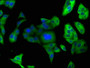 Immunofluorescence staining of HepG2 cells with CAC15741 at 1:166, counter-stained with DAPI. The cells were fixed in 4% formaldehyde, permeabilized using 0.2% Triton X-100 and blocked in 10% normal Goat Serum. The cells were then incubated with the antibody overnight at 4°C. The secondary antibody was Alexa Fluor 488-congugated AffiniPure Goat Anti-Rabbit IgG(H+L).