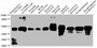 Western Blot, Positive WB detected in: Arabidopsis thaliana leaf tissue, Solanum lycopersicum leaf tissue, Solanum tuberosum leaf tissue, Apium graveolens tissue, Spinacia oleracea leaf tissue, Capsicum annuum leaf tissue, Ipomoea batatas leaf tissue, Cucurbita moschata leaf tissue, Chlamydomonas tissue, Chlamydomonas reinhardtii tissue, All lanes: At1g32060 antibody at 1:2000, Secondary, Goat polyclonal to rabbit IgG at 1/50000 dilution, Predicted band size: 45 kDa, Observed band size: 45 kDa