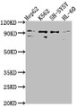 Western Blot, Positive WB detected in: HepG2 whole cell lysate, K562 whole cell lysate, SH-SY5Y whole cell lysate, HL-60 whole cell lysate, All lanes: NUGGC antibody at 1:2000, Secondary, Goat polyclonal to rabbit IgG at 1/50000 dilution, Predicted band size: 92 kDa, Observed band size: 92 kDa