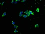 Immunofluorescence staining of HepG2 cells with CAC15758 at 1:133, counter-stained with DAPI. The cells were fixed in 4% formaldehyde, permeabilized using 0.2% Triton X-100 and blocked in 10% normal Goat Serum. The cells were then incubated with the antibody overnight at 4°C. The secondary antibody was Alexa Fluor 488-congugated AffiniPure Goat Anti-Rabbit IgG(H+L).