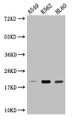 Western Blot, Positive WB detected in: A549 whole cell lysate, K562 whole cell lysate, HL60 whole cell lysate, All lanes: POLR2G antibody at 1:2000, Secondary, Goat polyclonal to rabbit IgG at 1/50000 dilution, Predicted band size: 20 kDa, Observed band size: 20 kDa