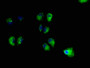 Immunofluorescence staining of Hela cells with CAC15767 at 1:100, counter-stained with DAPI. The cells were fixed in 4% formaldehyde, permeabilized using 0.2% Triton X-100 and blocked in 10% normal Goat Serum. The cells were then incubated with the antibody overnight at 4°C. The secondary antibody was Alexa Fluor 488-congugated AffiniPure Goat Anti-Rabbit IgG(H+L).
