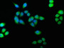 Immunofluorescence staining of Hela cells with CAC15771 at 1:100, counter-stained with DAPI. The cells were fixed in 4% formaldehyde, permeabilized using 0.2% Triton X-100 and blocked in 10% normal Goat Serum. The cells were then incubated with the antibody overnight at 4°C. The secondary antibody was Alexa Fluor 488-congugated AffiniPure Goat Anti-Rabbit IgG(H+L).