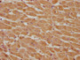 IHC image of CAC15772 diluted at 1:285 and staining in paraffin-embedded human heart tissue performed on a Leica BondTM system. After dewaxing and hydration, antigen retrieval was mediated by high pressure in a citrate buffer (pH 6.0). Section was blocked with 10% normal goat serum 30min at RT. Then primary antibody (1% BSA) was incubated at 4°C overnight. The primary is detected by a biotinylated secondary antibody and visualized using an HRP conjugated SP system.