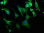 Immunofluorescence staining of U251 cells with CAC15775 at 1:186, counter-stained with DAPI. The cells were fixed in 4% formaldehyde, permeabilized using 0.2% Triton X-100 and blocked in 10% normal Goat Serum. The cells were then incubated with the antibody overnight at 4°C. The secondary antibody was Alexa Fluor 488-congugated AffiniPure Goat Anti-Rabbit IgG(H+L).