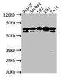 Western Blot, Positive WB detected in: HepG2 whole cell lysate, Jurkat whole cell lysate, L02 whole cell lysate, 293 whole cell lysate, Raji whole cell lysate, All lanes: HSPA1L antibody at 1:2000, Secondary, Goat polyclonal to rabbit IgG at 1/50000 dilution, Predicted band size: 71 kDa, Observed band size: 71 kDa