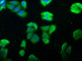 Immunofluorescence staining of HepG2 cells with CAC15778 at 1:100, counter-stained with DAPI. The cells were fixed in 4% formaldehyde, permeabilized using 0.2% Triton X-100 and blocked in 10% normal Goat Serum. The cells were then incubated with the antibody overnight at 4°C. The secondary antibody was Alexa Fluor 488-congugated AffiniPure Goat Anti-Rabbit IgG(H+L).